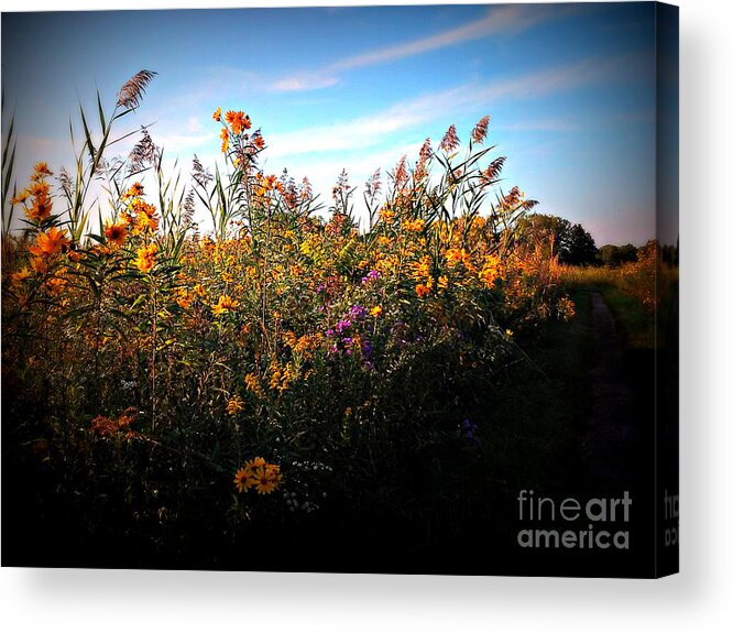 Nature Acrylic Print featuring the photograph Colorful Wild Flowers Under the Blue Sky by Frank J Casella