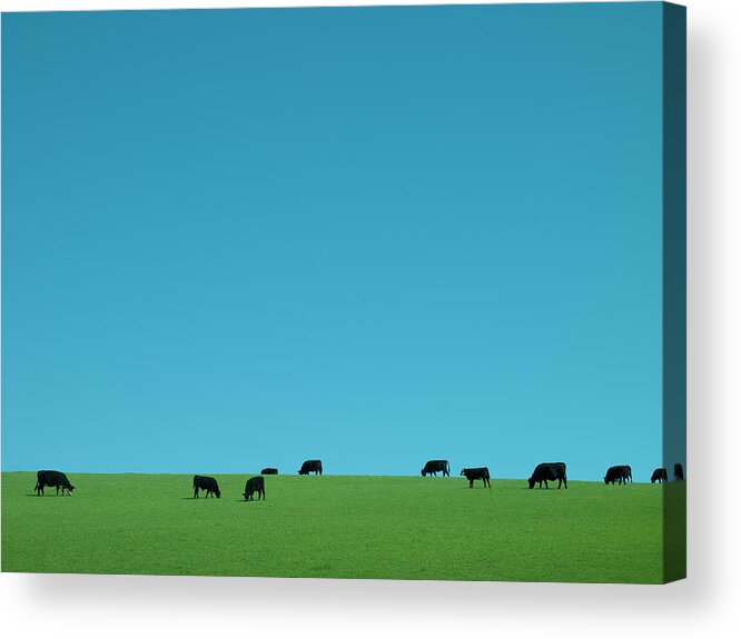 Grass Acrylic Print featuring the photograph Cows Grazing by David Stuart