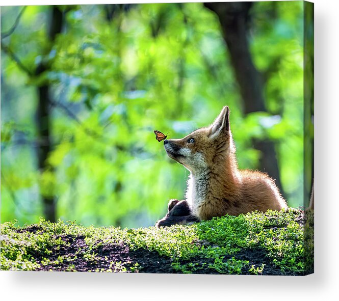 Fox Acrylic Print featuring the photograph Curious Creatures by James Overesch