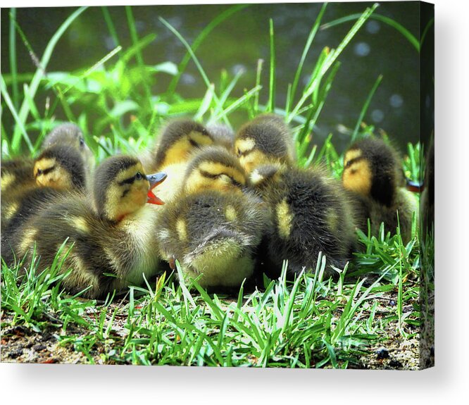 Cute Acrylic Print featuring the photograph Cute Baby Mallard Ducklings by Scott Cameron