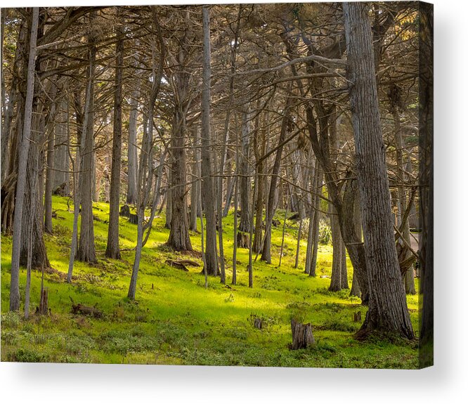 Forest Acrylic Print featuring the photograph Cypress Grove by Derek Dean