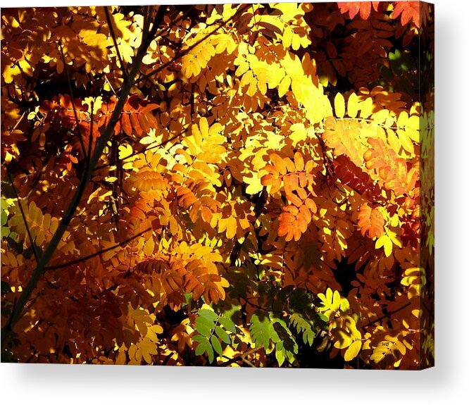 Mountain Ash Acrylic Print featuring the digital art Days Of Autumn 12 by Will Borden