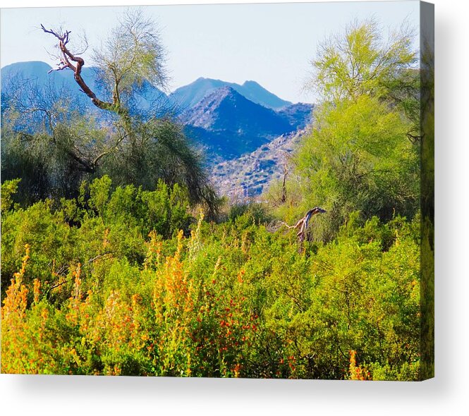Arizona Acrylic Print featuring the photograph Deep Desert Valley in a Sonoran Desert Spring by Judy Kennedy