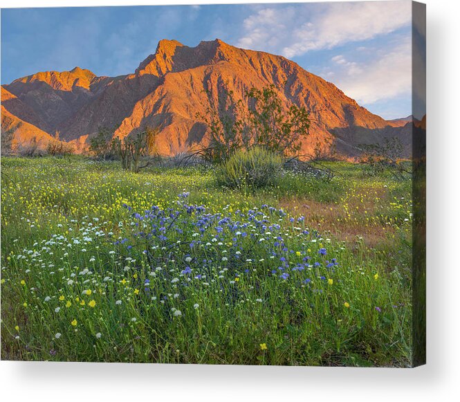 00568180 Acrylic Print featuring the photograph Desert Bluebell And California Desert Dandelion Spring Bloom, Anza-borrego Desert State Park, California by Tim Fitzharris
