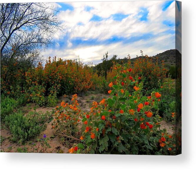 Arizona Acrylic Print featuring the photograph Desert Wildflowers in the Valley by Judy Kennedy