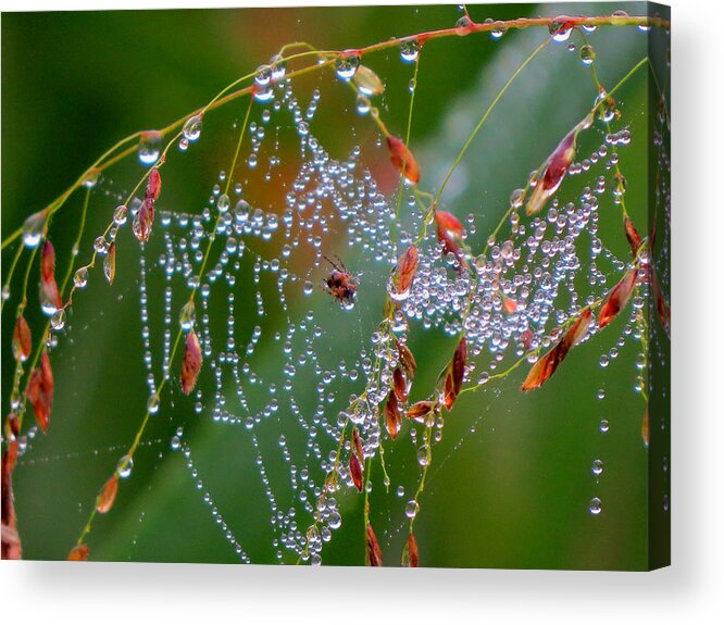 Morning Acrylic Print featuring the photograph Dewdrop Inn by Dianne Cowen Cape Cod Photography