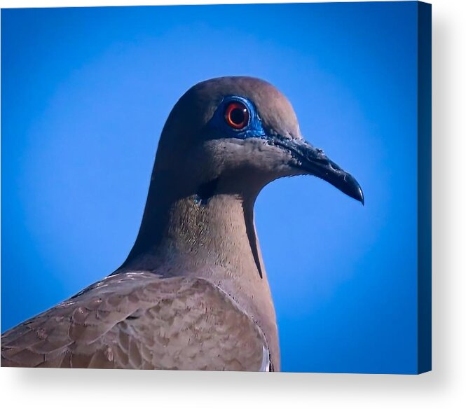 Arizona Acrylic Print featuring the photograph Don't It Make My Brown Eyes Blue by Judy Kennedy