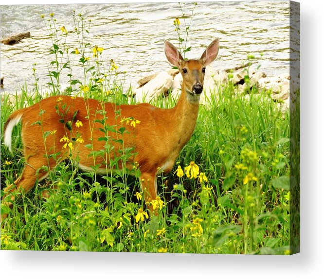 Deer Acrylic Print featuring the photograph Down by the Riverside by Lori Frisch