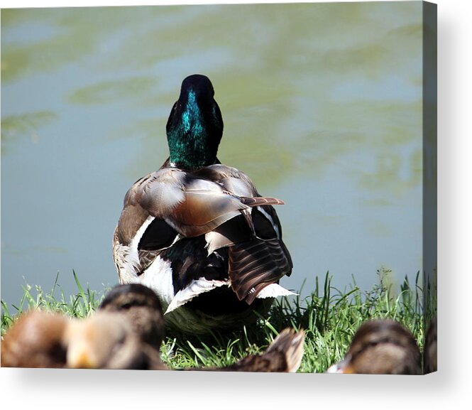Palouse Acrylic Print featuring the photograph Duck by Jean Evans