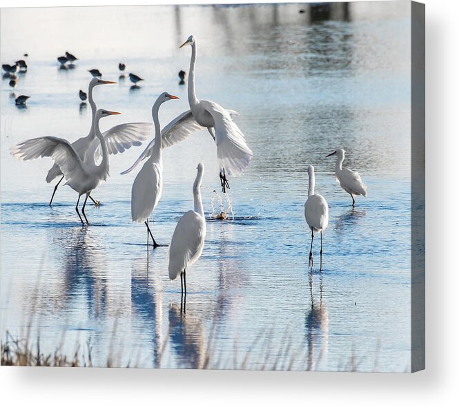 Birds Acrylic Print featuring the photograph Egret Ballet 1400 by Donald Brown