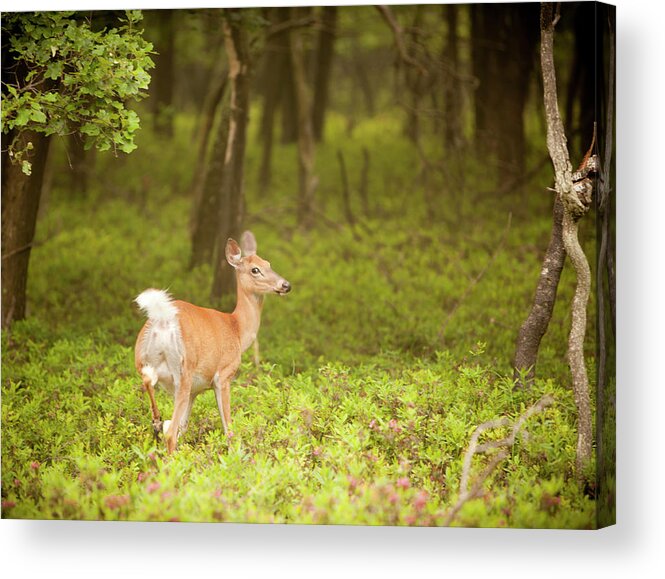 Scenics Acrylic Print featuring the photograph Female Deer In The Forest by Alex Potemkin