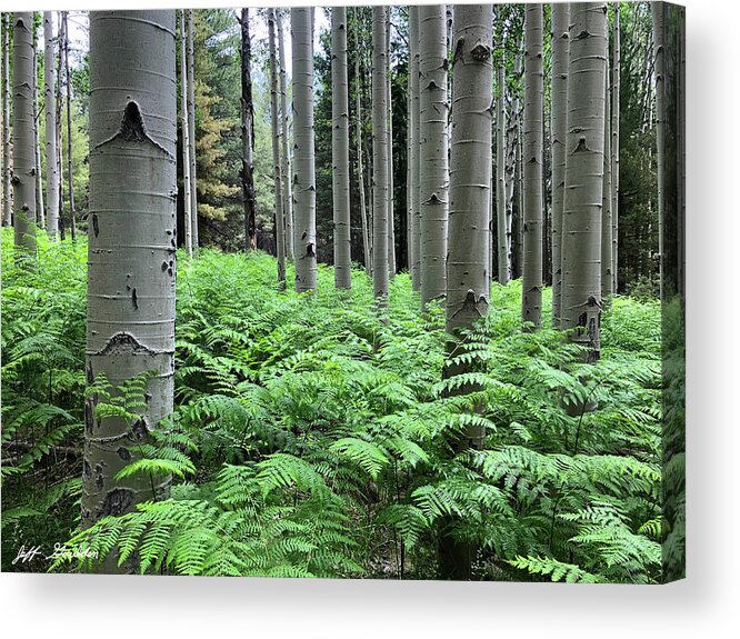 Arizona Acrylic Print featuring the photograph Ferns in an Aspen Grove by Jeff Goulden