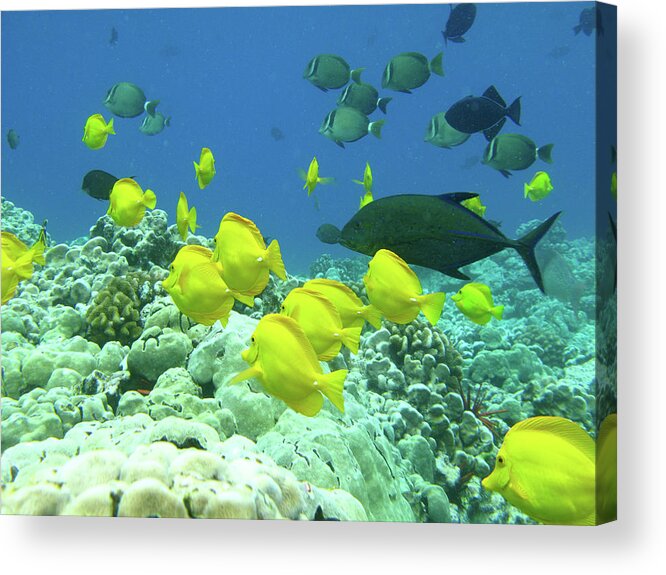 Underwater Acrylic Print featuring the photograph Fish Underwater by Mphotoi