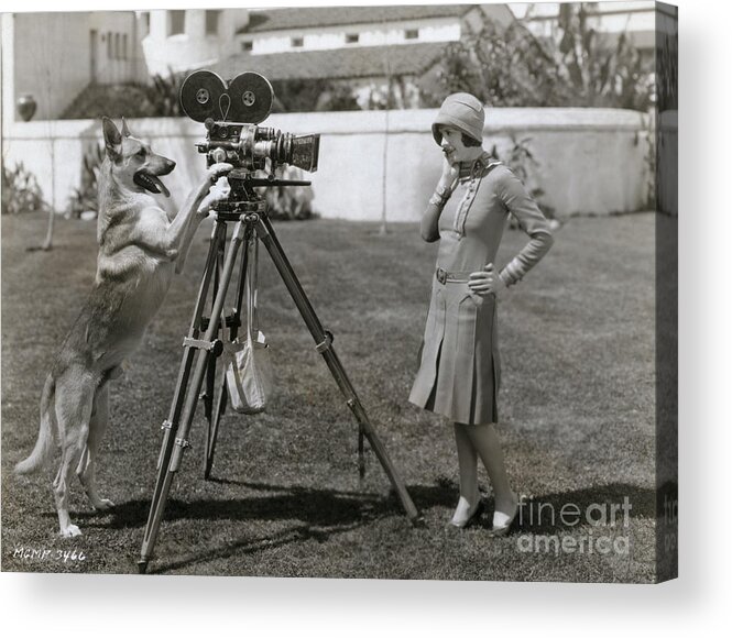 People Acrylic Print featuring the photograph Flash The Wonder Dog Filming Louise by Bettmann