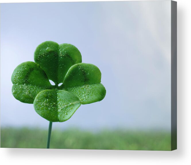 Concepts & Topics Acrylic Print featuring the photograph Four-leaf Clover On Field, Close Up by Jonathan Knowles