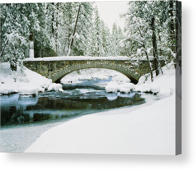 Scenics Acrylic Print featuring the photograph Fresh Winter Snow Laden Pine Trees by Ron thomas