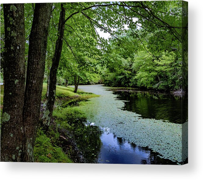 Woods Acrylic Print featuring the photograph Frog Pond by William Bretton