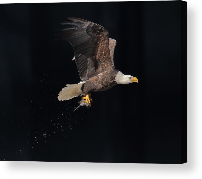 Eagle Acrylic Print featuring the photograph Go Home by Anping Liu