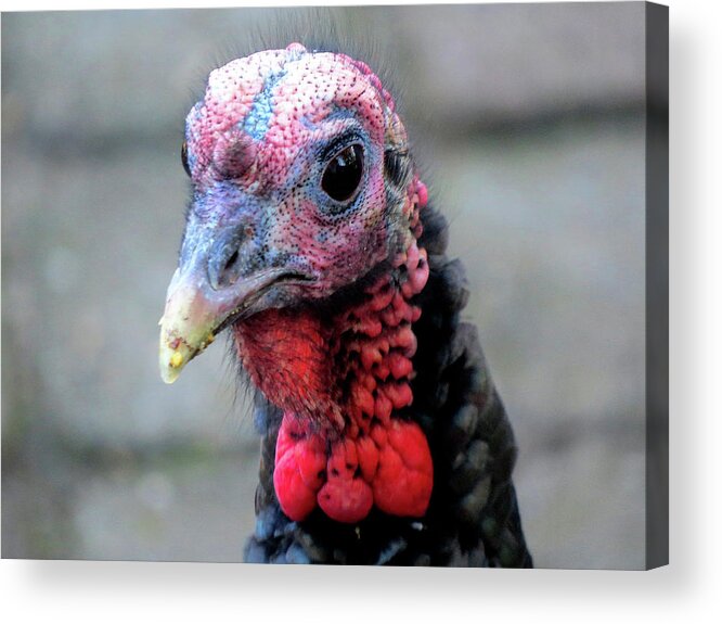 Turkey Acrylic Print featuring the photograph Gobbler Portrait by Linda Stern