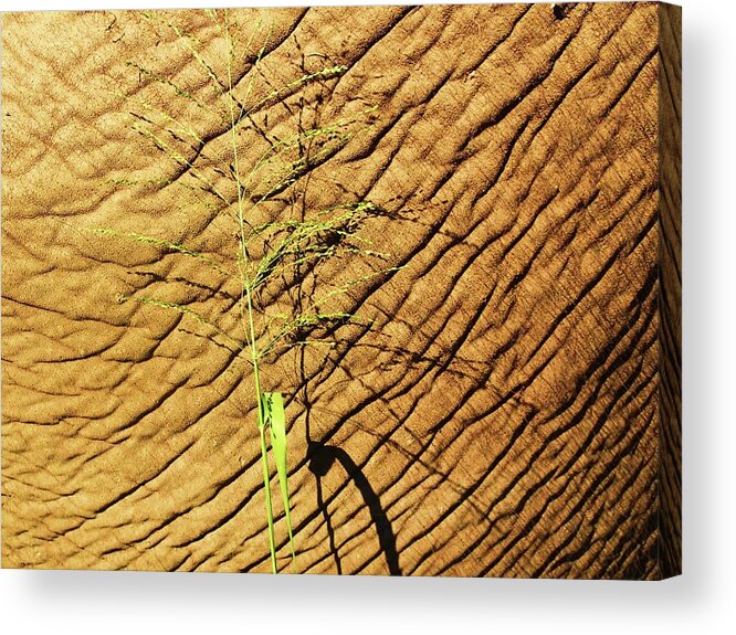 Texture Acrylic Print featuring the photograph Grass before and after by Fred Bailey