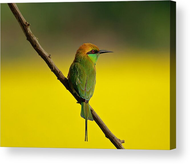 Animal Themes Acrylic Print featuring the photograph Green Bee Eater by Photo By Tanvir Ibna Shafi