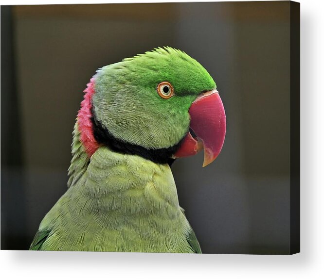 Bird Acrylic Print featuring the photograph Green parrot by Martin Smith