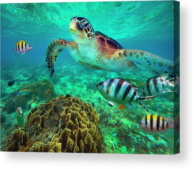 00586422 Acrylic Print featuring the photograph Green Sea Turtle And Sergeant Major Damselfish Group, Negros Oriental, Philippines by Tim Fitzharris