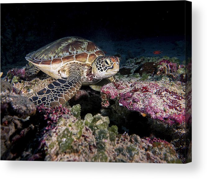 Turtle Acrylic Print featuring the photograph Green Turtle by Ilan Ben Tov