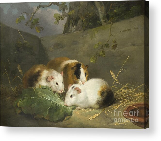 Guinea Pig Acrylic Print featuring the painting Guinea Pigs, 1792 by George Morland