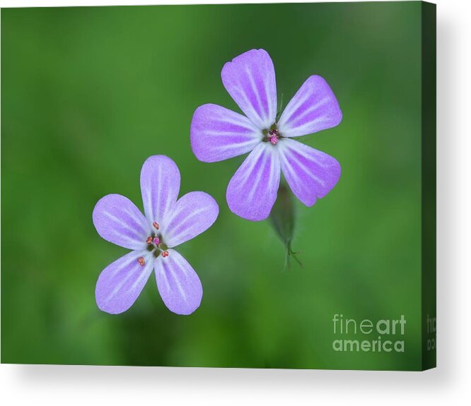 Annual Acrylic Print featuring the photograph Herb Robert (geranium Robertianum) Flowers by Simon Booth/science Photo Library