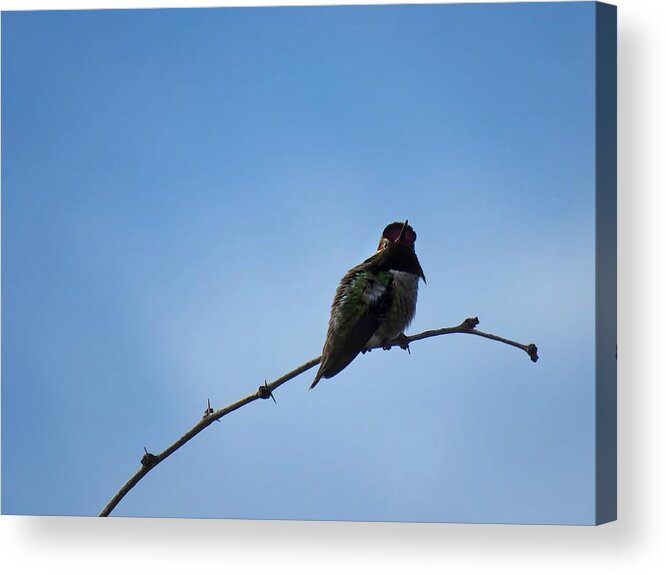 Animals Acrylic Print featuring the photograph Here's Looking At You by Judy Kennedy
