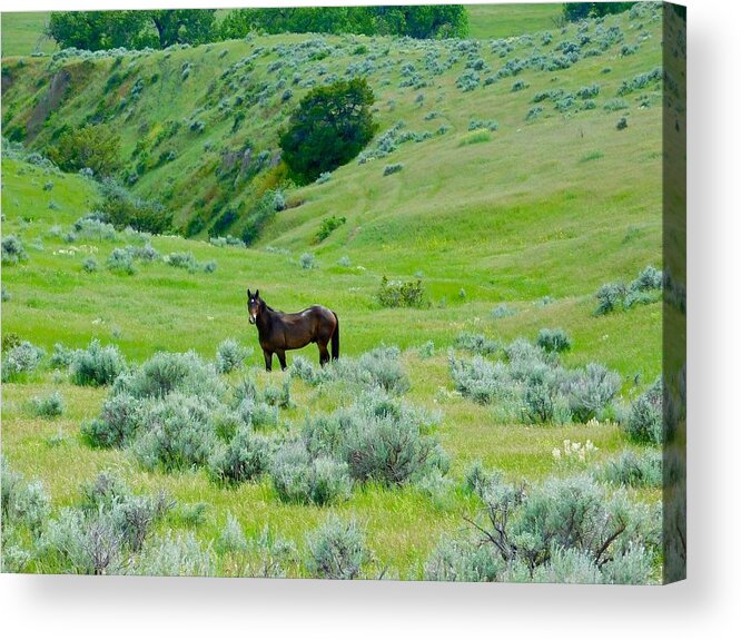 Horse Acrylic Print featuring the photograph Horse in the Little Bighorn Valley by Dan Miller