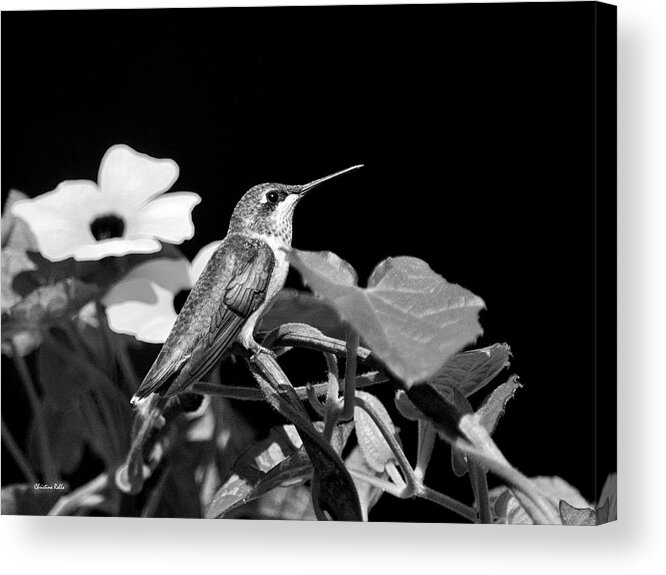 Hummingbird Acrylic Print featuring the photograph Hummingbird Black and White by Christina Rollo