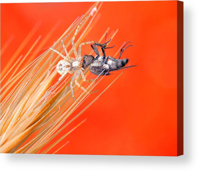 Nature Acrylic Print featuring the photograph Ippon... by Thierry Dufour