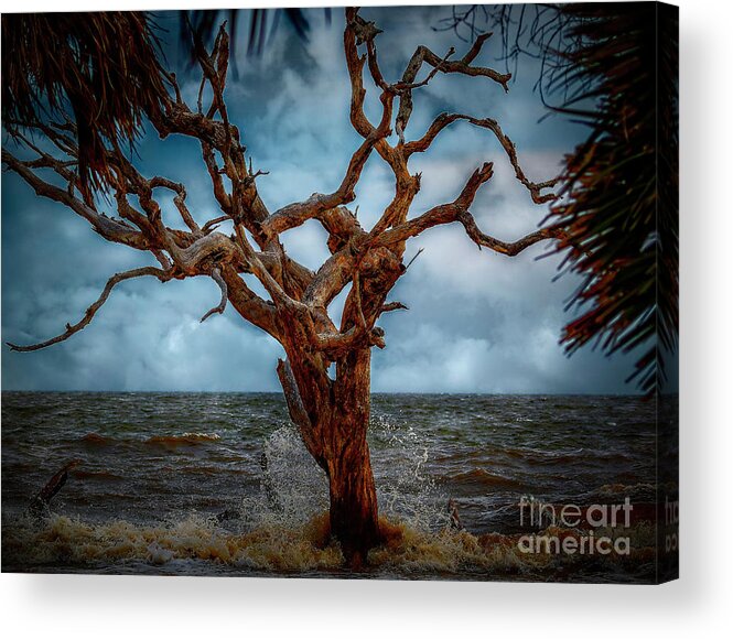 Seascapes Acrylic Print featuring the photograph Jekyll's Driftwood Beach at High Tide by DB Hayes