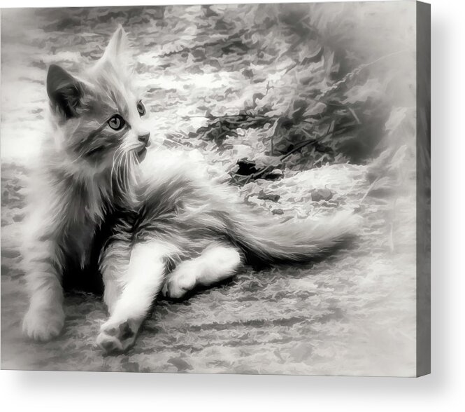 Nature Acrylic Print featuring the photograph Kitten 3 by Darlene Kwiatkowski