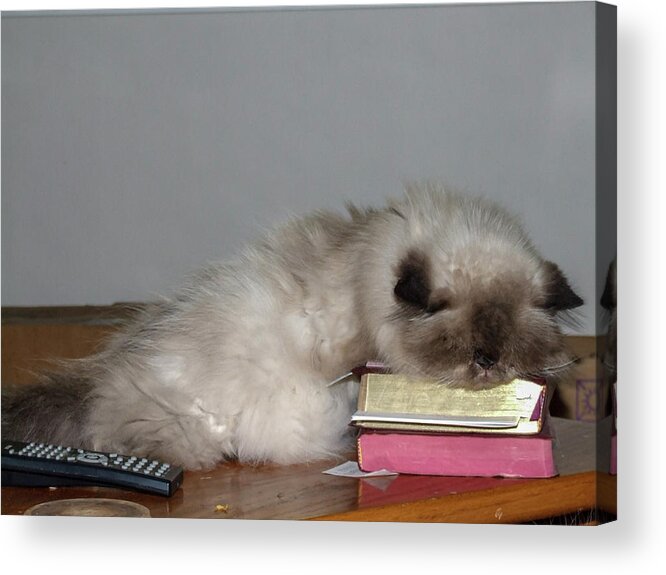 Grey Acrylic Print featuring the photograph Knap Time for Kitty by Chuck Shafer