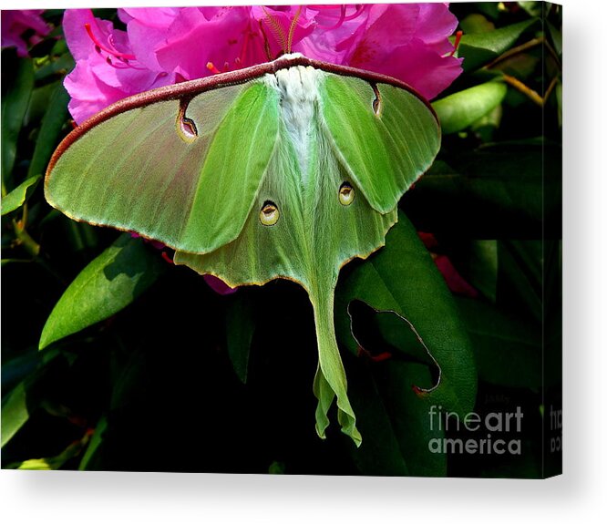 Moth Acrylic Print featuring the photograph Lady Luna Moth by Janine Riley