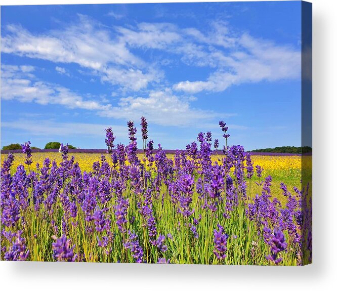 Wildflowers Acrylic Print featuring the photograph Lavender and Yellow Wildflowers by Andrea Whitaker