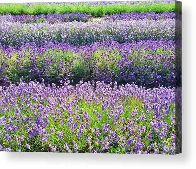 Wildflowers Acrylic Print featuring the photograph English Lavender Fields by Andrea Whitaker