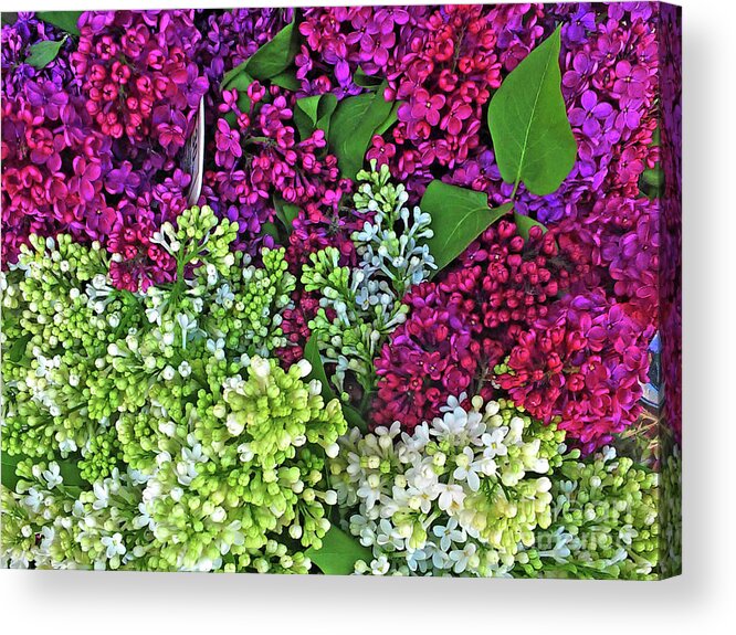 Lilac Bouquet Acrylic Print featuring the photograph Lilac Bouquet by Jasna Dragun