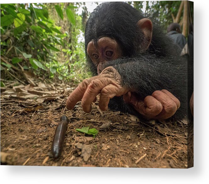 Gerry Ellis Acrylic Print featuring the photograph Little Larry Poking Millipede by Gerry Ellis