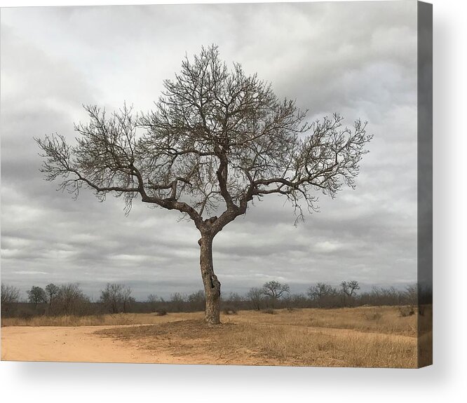 Tree Acrylic Print featuring the photograph Loan Tree by Ben Foster