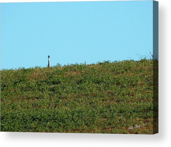 Sandhill Crane Acrylic Print featuring the photograph Lonely At The Top by Wild Thing