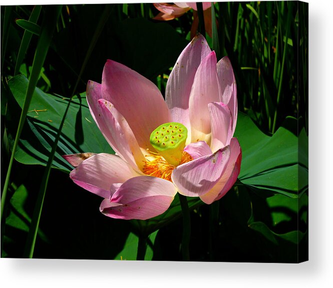 Pink Lotus Flower Acrylic Print featuring the photograph Lotus Blossom by Mike McBrayer