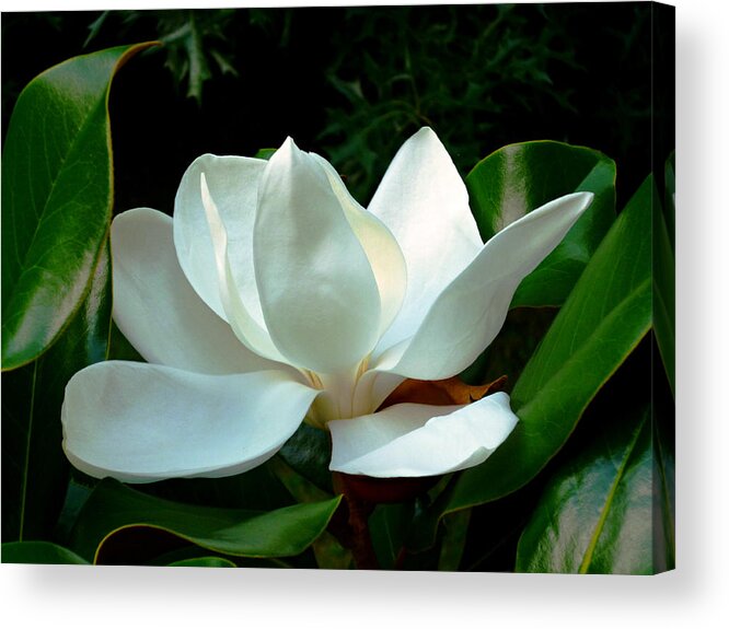 Southern Magnolia Acrylic Print featuring the photograph Magnolia Closeup Bright by Mike McBrayer