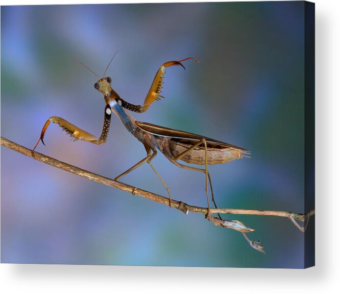 Mantis Acrylic Print featuring the photograph Mantis Religiosa by Jimmy Hoffman