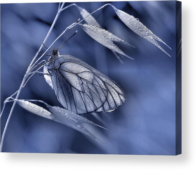 Insect Acrylic Print featuring the photograph Mimicry... by Thierry Dufour