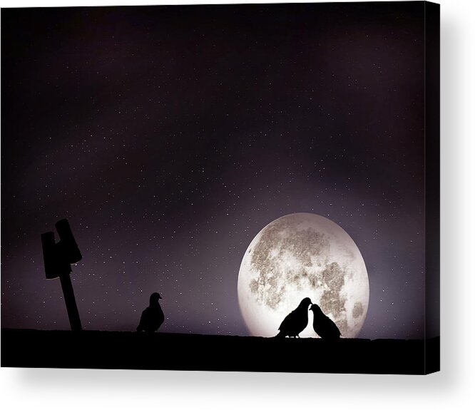 Animal Themes Acrylic Print featuring the photograph Moon With Love Pigeon by Mhd Hamwi