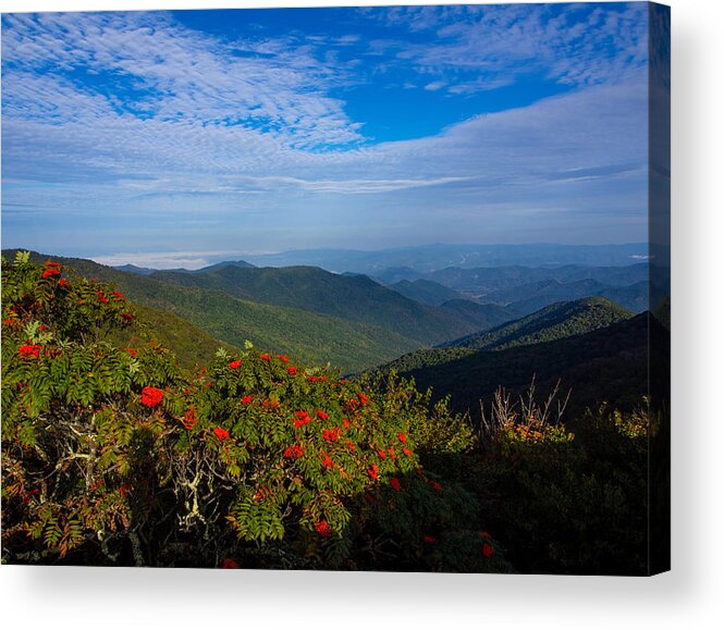 Mountain Ash Berries Acrylic Print featuring the photograph Mountain Ash Berries Along the Blue Ridge Parkway by L Bosco